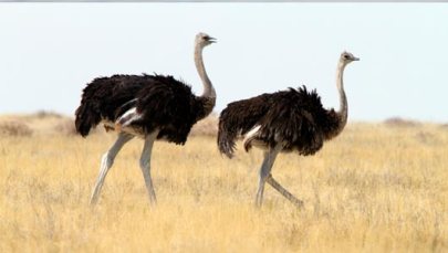 Ostriches hide from the sea